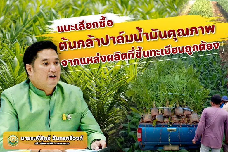 กรมวิชาการเกษตร แนะซื้อต้นกล้าปาล์มน้ำมันคุณภาพดี ใ...