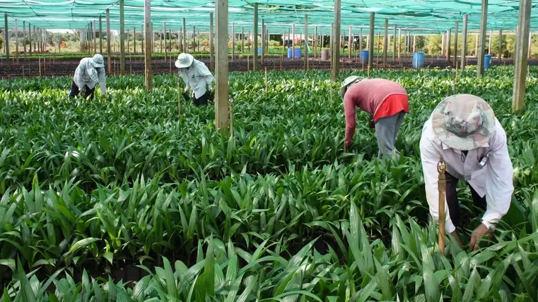 กรมวิชาการเกษตรแนะวิธีเลือกซื้อต้นกล้าปาล์มน้ำมันคุณภาพ พร้อมชี้เป้าแหล่งผลิตขึ้นทะเบียนถูกต้องกว่า 200 แปลง