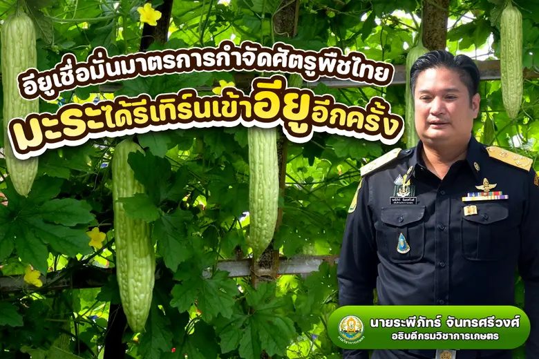 กรมวิชาการเกษตร แจ้งข่าวดี มะระไทยได้รีเท...