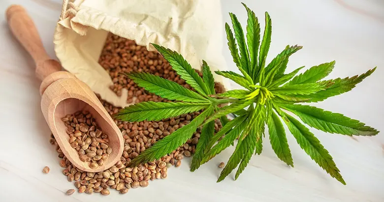 กัญชา คาเฟอีน ทำเสี่ยงหัวใจเต้นผิดจังหวะ