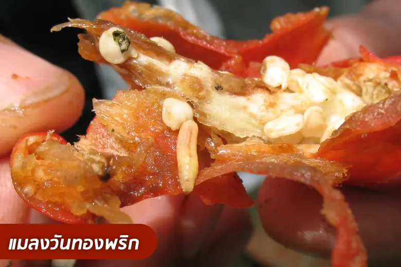 นายศรุต สุทธิอารมณ์ ผู้อำนวยการสำนักวิจัย...