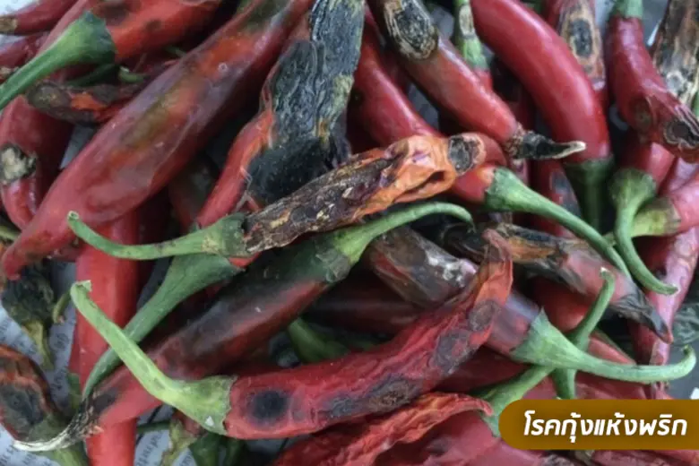 เตือนภัยพริกเฝ้าระวังแมลงวันทองและโรคกุ้งแห้งทำลายช่วงผลเริ่มสุกและใกล้เปลี่ยนสี