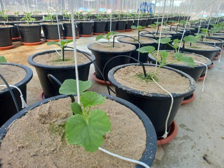 บี.กริม จับมือ มูลนิธิมีชัย วีระไวทยะ เดินหน้าโครงการ "บี.กริม บวร" จัดกิจกรรมนำร่อง "จัดตั้งแปลงเกษตรขจัดความยากจน" ที่ จ.สระแก้ว