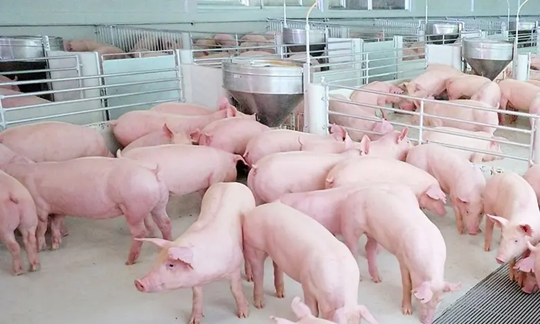 ซีพีเอฟ ยกระดับสวัสดิภาพสัตว์ เลี้ยงหมู-ไก่ด้วยโปรไบโอติกส์ สร้างภูมิจากภายใน  ไม่ใช้ยาปฏิชีวนะเร่งโต ส่งผลดีต่อสุขภาพคน-สัตว์-สิ่งแวดล้อม