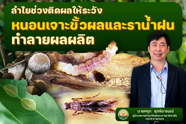เตือนชาวสวนลำไยช่วงติดผลให้ระวังหนอนเจาะข...