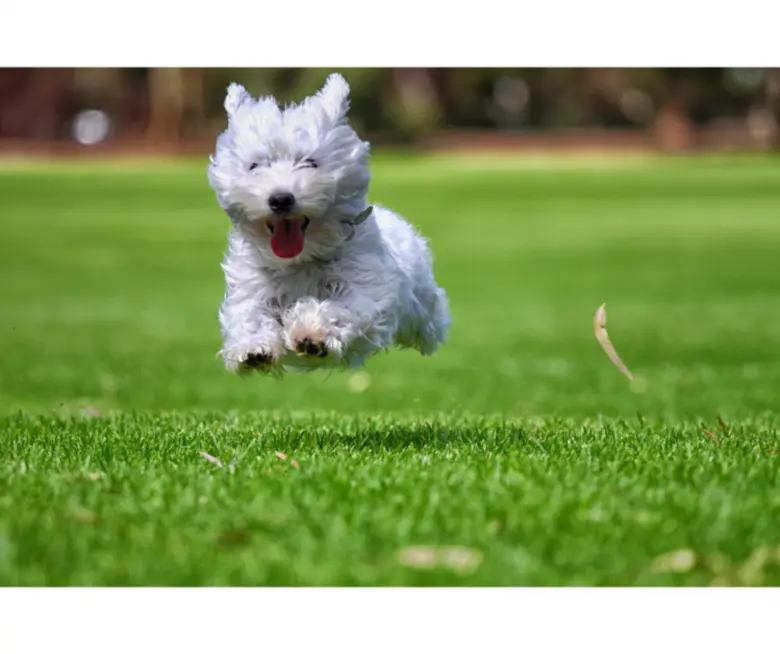 'BARKING HAPPY DAY' ที่ โรงแรมโซ โซฟิเทล หัวหิน