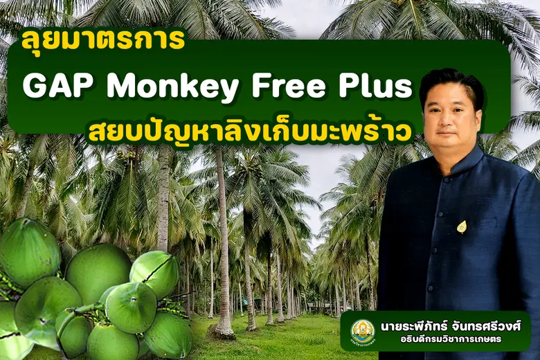 กรมวิชาการเกษตร งัดมาตรการ GAP Monkey Fre...