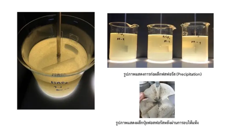 ม.มหิดลค้นพบทางออกวิกฤติแร่หินฟอสฟอรัสใกล้หมดโลก วิจัยแปรรูปกากตะกอนสิ่งปฏิกูลจากโรงบำบัดสิ่งปฏิกูลในกรุงเทพมหานคร และขยะเศษอาหารใช้ทำปุ๋ยทดแทน