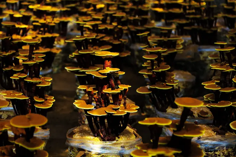 การประชุมว่าด้วยการพัฒนาห่วงโซ่อุตสาหกรรม...