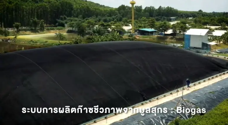 ตามไปดู CPF Greenfarm เลี้ยงหมูปลอดสาร เป็นมิตรสิ่งแวดล้อม สร้างสุขชุมชนอย่างยั่งยืน