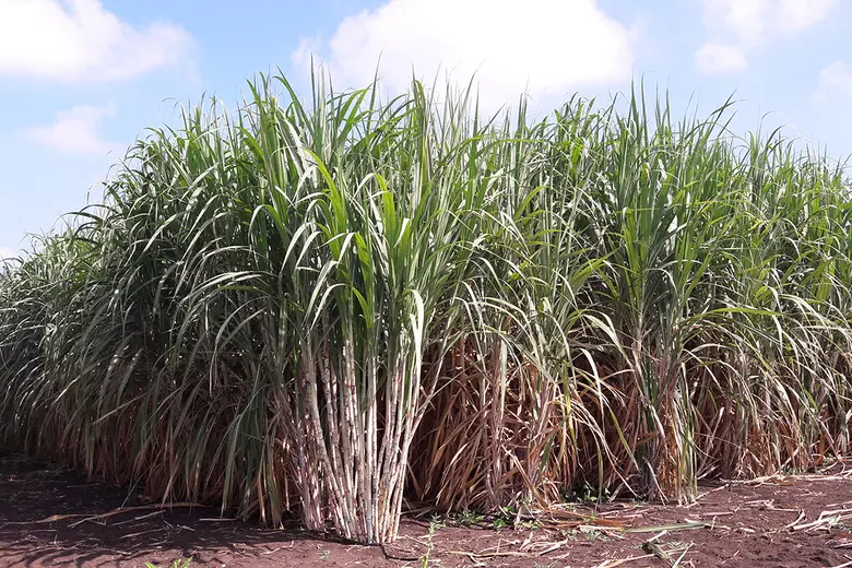 ทีเด็ด! อ้อยโรงงานพันธุ์ใหม่ "กวก. นครสวรรค์ 1" ให้ความหวาน ผลผลิตน้ำตาลสูง