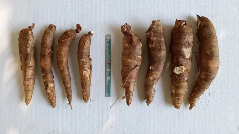 ชาวไร่มันเฮ! ใช้เทคโนโลยีกรมวิชาการเกษตร ...