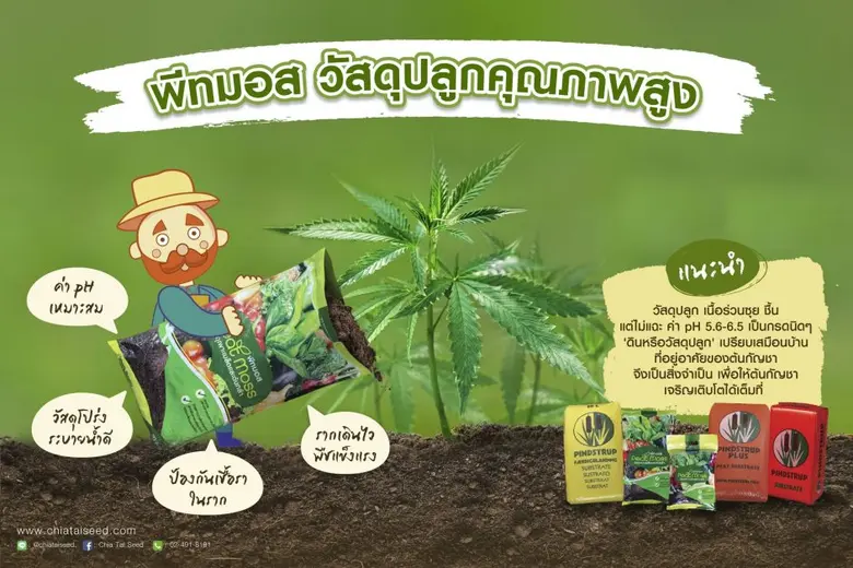 ปลูกกัญชาทางการแพทย์ ควบคุมคุณภาพผลิตผลได้ ด้วยระบบโรงเรือนอัจฉริยะ "ฟาร์มอินโน (ไทยแลนด์)"