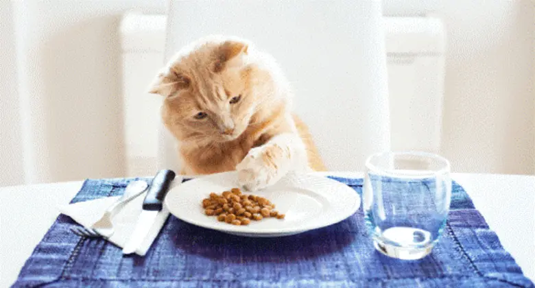 เทรนด์การเลี้ยงสัตว์เลี้ยงเสมือนลูกของมนุ...