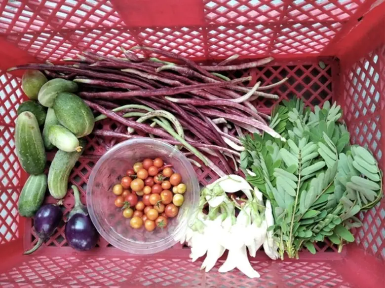 ม.มหิดล เนรมิต "สวนผักลอยฟ้า" สู้วิกฤติเศรษฐกิจ - มลพิษกลางกรุง