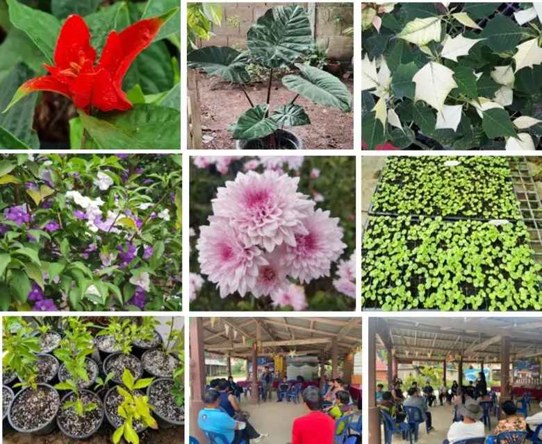 วว. สรุปการดำเนินงานโครงการมาลัยวิทยสถาน อว. เชื่อมโยงผู้ประกอบการไม้ดอกไม้ประดับในจังหวัดเลย-ลำปางได้  200 ราย