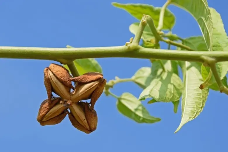 ม.มหิดล สร้างสรรค์นวัตกรรมอาหารเสริมโปรตีนสูง เพิ่มมูลค่า-คุณค่า"ถั่วดาวอินคา" สนองนโยบาย BCG เพื่อเศรษฐกิจชาติ