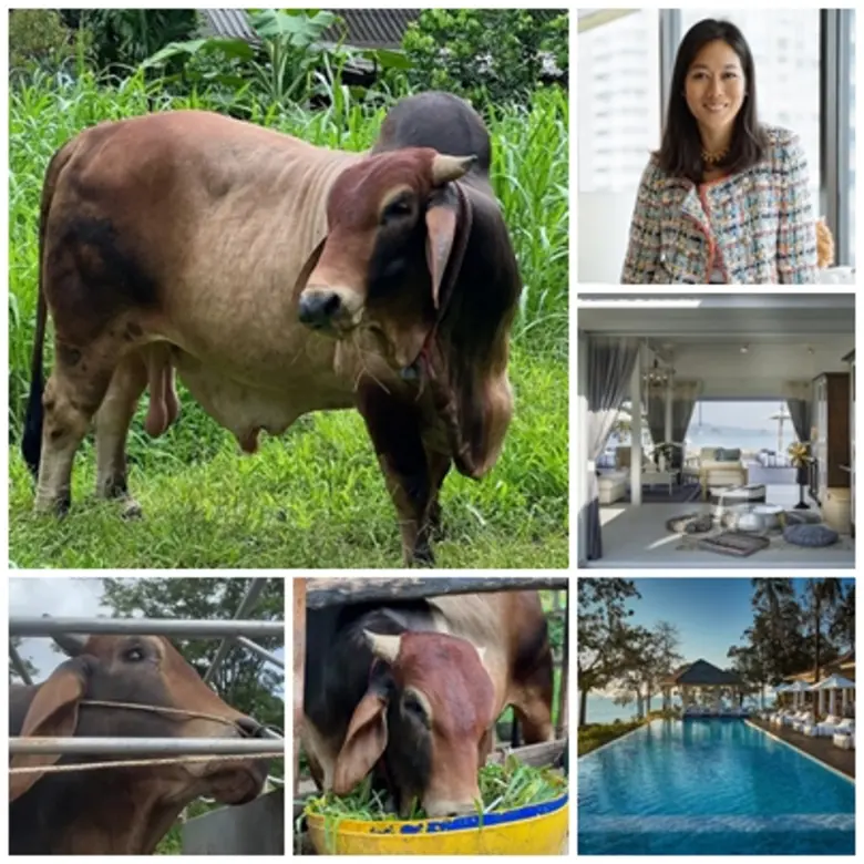 "โคโคนัท" (Coconut) วัวเพศผู้ โตเต็มวัยอา...