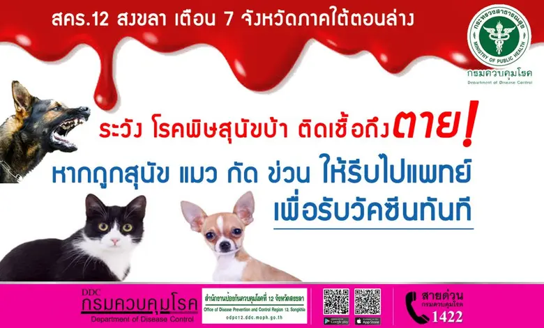 สคร.12 สงขลา เตือน 7 จังหวัดภาคใต้ตอนล่าง ระวัง โรคพิษสุนัขบ้า ติดเชื้อถึงตาย เน้นย้ำ หากถูกสุนัข แมว กัดข่วน ให้รีบไฟพบแพทย์เพื่อรับวัคซีนทันที