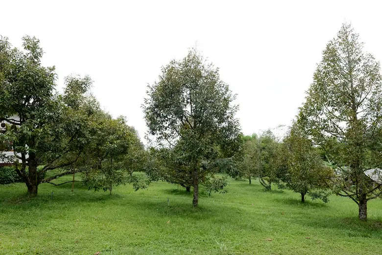 กรมวิชาการเกษตร รุกตรวจแหล่งผลิตพืช GAP ป...