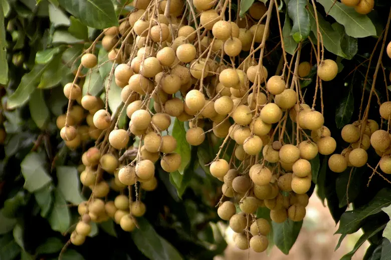 กรมวิชาการเกษตร โชว์ผลตรวจรับรองแหล่งผลิตพืช GAP ปี 65 เกินเป้าหมาย