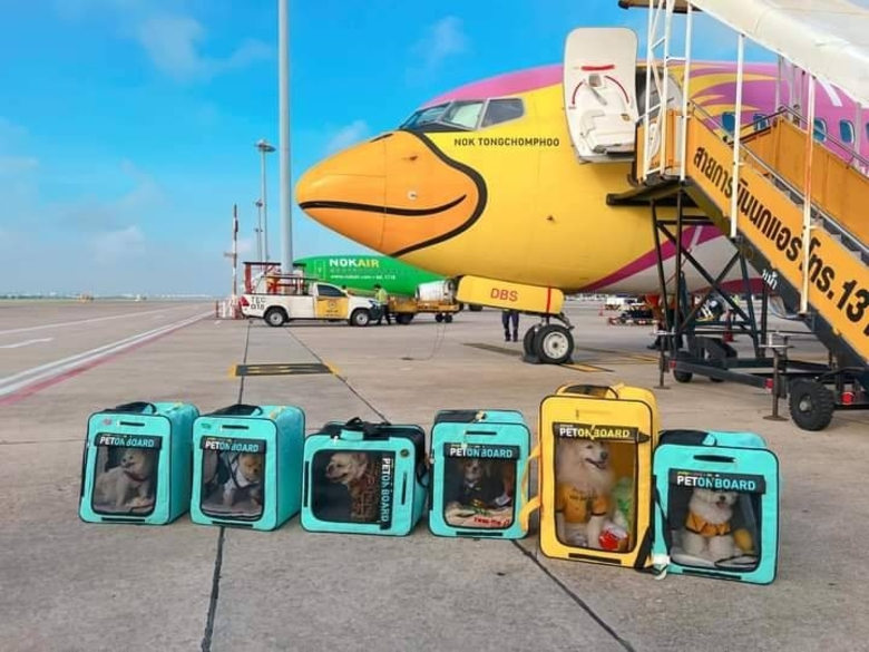 JerHigh จับมือ Nok Air จัดกิจกรรม "Paws c...