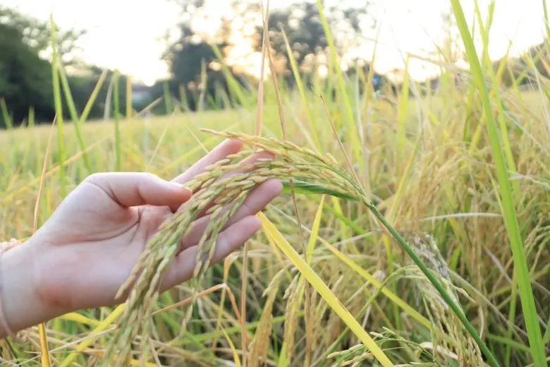 กลุ่มดุสิตธานี เดินหน้าโครงการ 'ข้าวอินทรีย์' รุกสร้างความยั่งยืน สานแนวคิด 'Farm-to-Table' สั่งตรงข้าวจากชุมชนเกษตรกร ขึ้นแท่นโรงแรมแห่งแรกในประเทศไทยที่ใช้ข้าวอินทรีย์ 100% ปรุงอาหาร