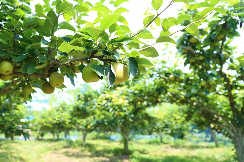 จีนเผยพื้นที่ป่ามากขึ้นสร้างรายได้เพิ่มเติมให้แก่เกษตรกร