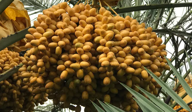 นายระพีภัทร์ จันทรศรีวงศ์ อธิบดีกรมวิชากา...