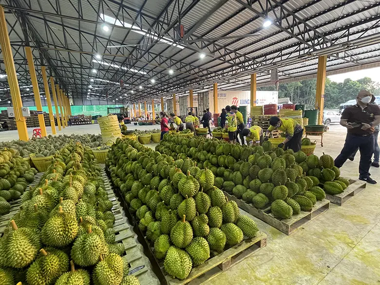 รมช.มนัญญา สั่ง อธิบดี กวก. ลงพื้นที่ภาคใต้ คุมเข้มคุณภาพ มาตรฐาน ทุเรียน ลำไย ส่งออกจีน