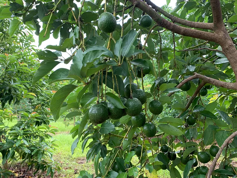 กรมวิชาการเกษตร ส่งเทคโนโลยีเพิ่มประสิทธิภาพการผลิต...