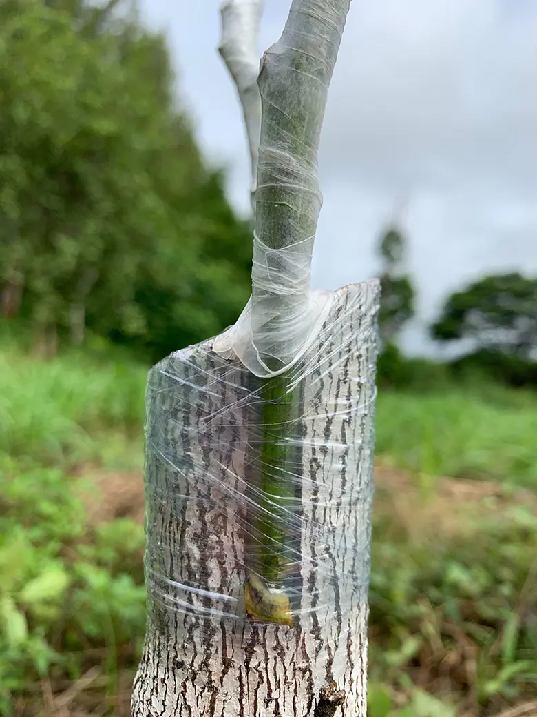 กรมวิชาการเกษตร โชว์ เทคโนโลยีเพิ่มประสิทธิภาพผลิตอะโวคาโด ผลผลิตสูงกว่าวิธีเกษตรกรเท่าตัว