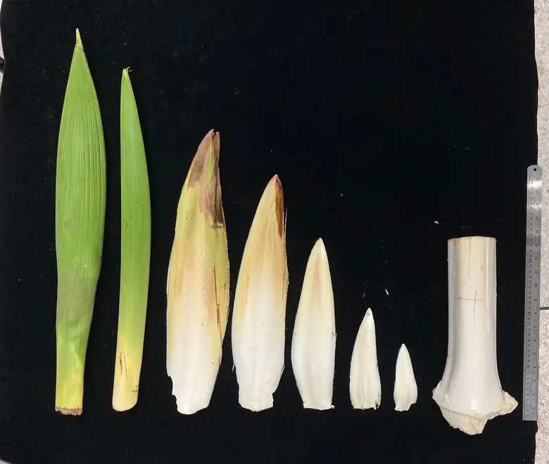 วช. หนุน นักวิจัย ม.นเรศวร ต่อยอดเทคโนโลยีการเพาะเลี้ยงเนื้อเยื่อจากอินทผลัม สู่มะพร้าวน้ำหอมได้สำเร็จครั้งแรก พร้อมถ่ายทอดเทคโนโลยีและช่วยผู้ประกอบการผลิตน้ำมะพร้าวน้ำหอม 100 % พร้อมดื่มด้วยเทคโนโลยีความดันสูง