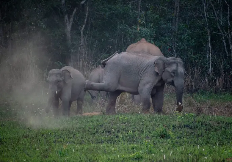 กรมอุทยานแห่งชาติ สัตว์ป่า และพันธุ์พืช ร่วมกับ เครือเจริญโภคภัณฑ์ ประกาศภาพ "More than dream" ชนะเลิศรางวัลเกียรติยศถ้วยพระราชทานฯ