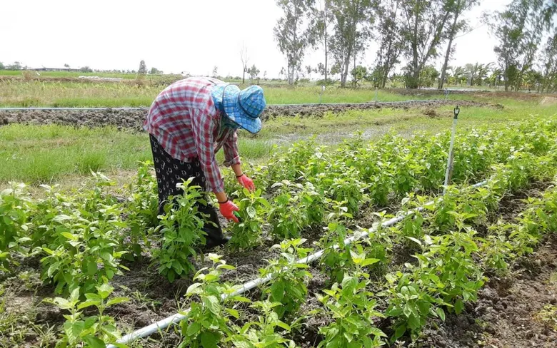 "บิ๊กซี" สนับสนุนช่วยเหลือสินค้าชาวเกษตรกร ต่อเนื่องอุดหนุนผลผลิตคุณภาพ จากกลุ่มวิสาหกิจชุมชนเกษตรบ้านควาย จ.สุพรรณบุรี