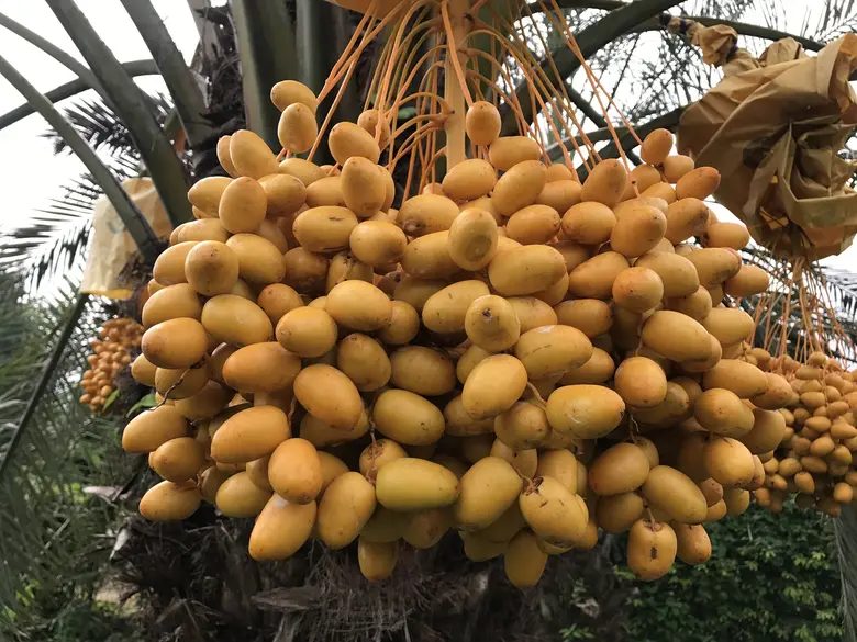 นายระพีภัทร์ จันทรศรีวงศ์ อธิบดีกรมวิชากา...