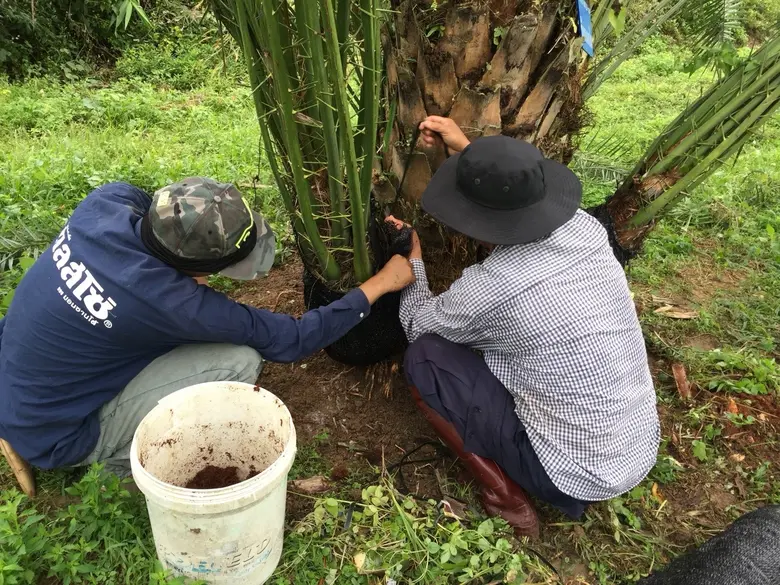 กรมวิชาการเกษตรเตรียมถ่ายทอดองค์ความรู้และเทคโนโลยีเพิ่มประสิทธิภาพการผลิตอินทผลัม