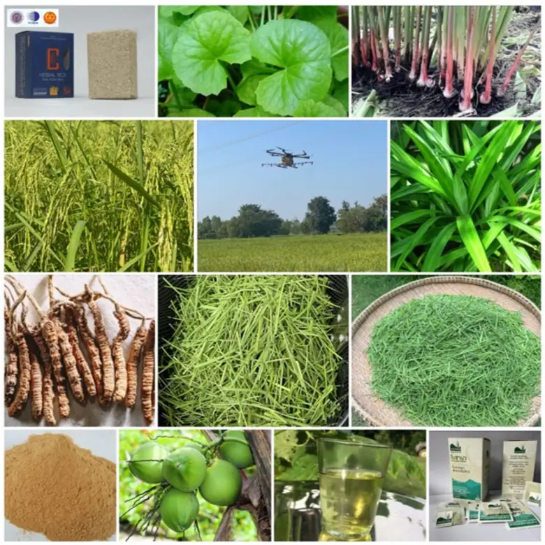 วว. ต่อยอดวิจัยพัฒนาเพิ่มสารสำคัญของถั่งเช่าในพืช เพิ่มคุณค่าโภชนาการ ช่วยต้านอนุมูลอิสระ  สร้างภูมิคุ้มกันร่างกาย