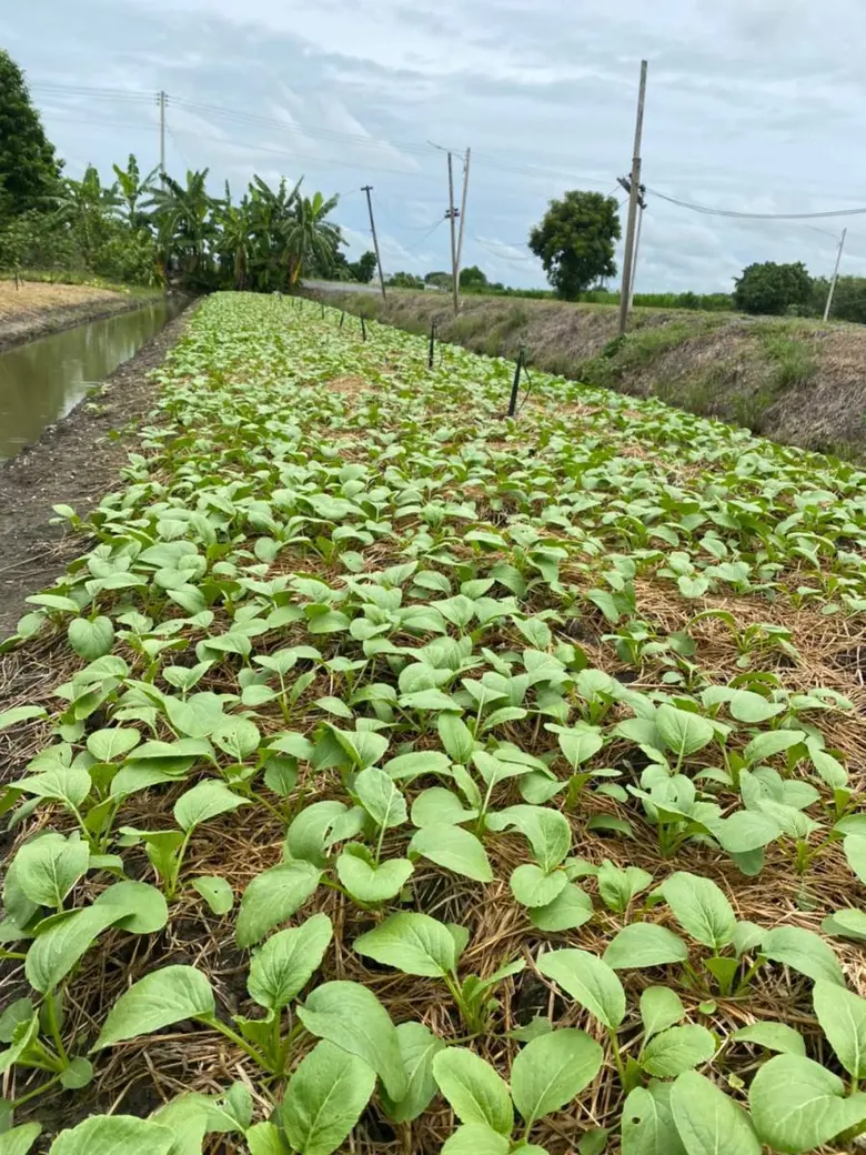 วว./สนง.เกษตรสามโคก จ.ปทุมธานี จัดอบรมเชิงปฏิบัติการ "ขยายชีวภัณฑ์รูปแบบเชื้อเหลวด้วยถังหมักอย่างง่าย" ให้กับเกษตรกร