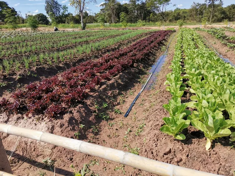 กรมวิชาการเกษตร เร่งต่อยอดงานวิจัย จากผลการประชุม APEC "เปิดกว้างสร้างสัมพันธ์ เชื่อมโยงกัน สู่สมดุล"
