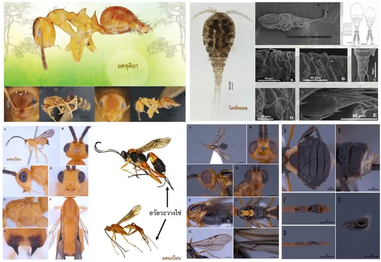 วว./อพวช./ม.ธัญบุรี/จุฬาฯ /มรภ.นครราชสีมา เปิดตัวการค้นพบ "4" สัตว์ชนิดใหม่ของโลก  ในพื้นที่สงวนชีวมณฑลสะแกราช พร้อมผนึกความร่วมมือ มุ่งสร้างความตระหนักด้านวิทย์