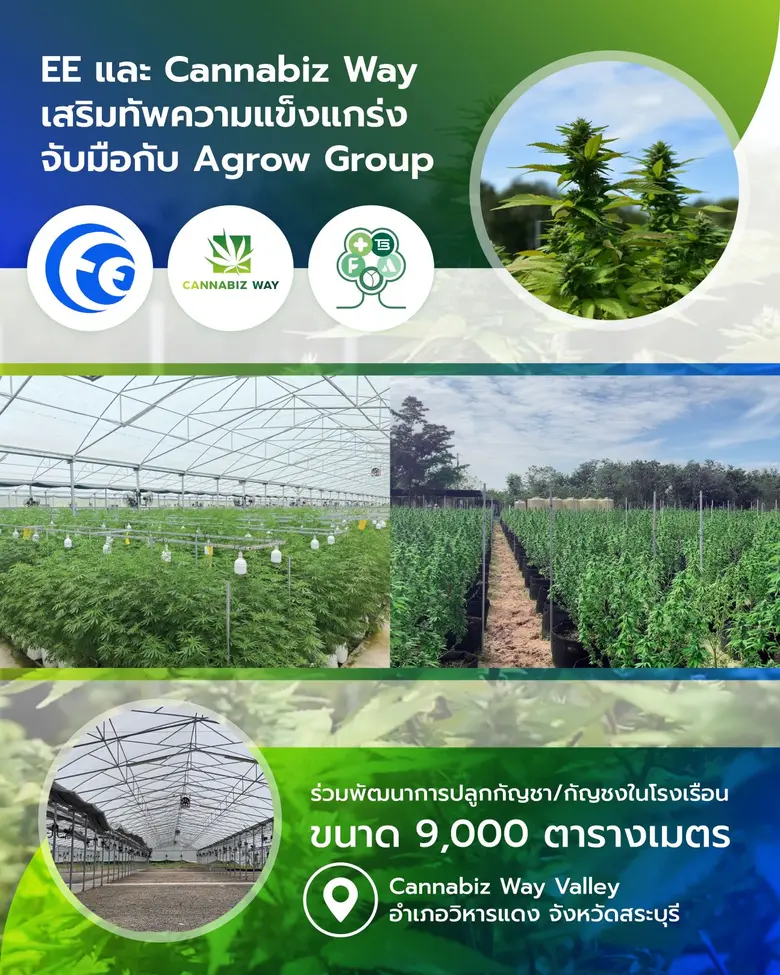 "EE" นำทีม "Cannabiz Way" เสริมทัพความแข็งแกร่ง จับมือกับ Agrow Group มุ่งผลิตกัญชา-กัญชงด้วยเทคโนโลยีขั้นสูง