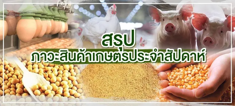 ข้าวโพด : ราคาเพิ่มขึ้น ข้าวโพดเลี้ยงสัตว...