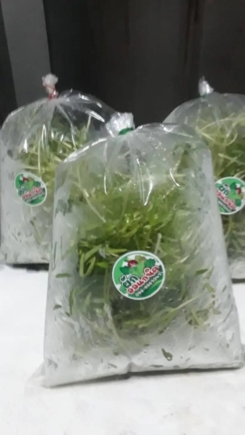 จะดีเพียงใดถ้าการปลูกผักเป็นได้มากกว่า "ก...