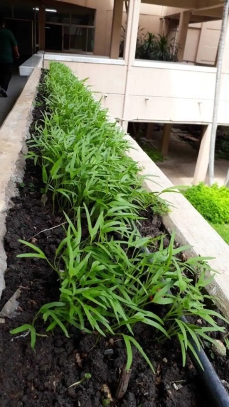 ม.มหิดล จุดประกายลดโลกร้อน อุ่นไอมิตรภาพ ด้วย "ผักระเบียงรัก"