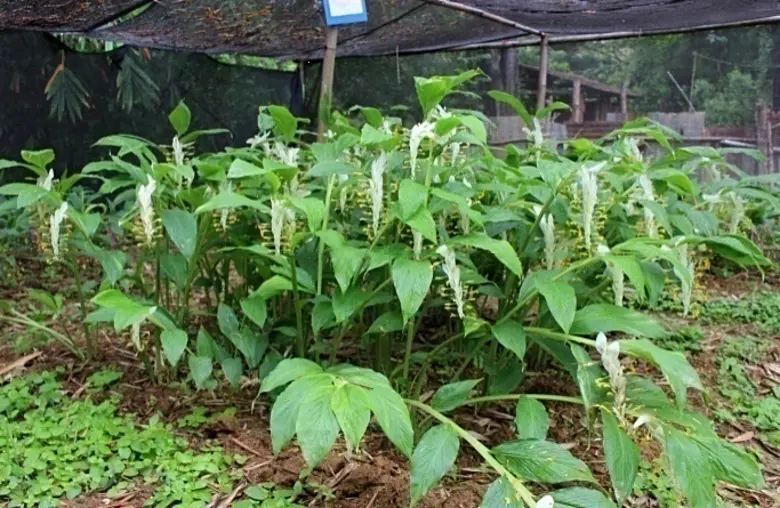 นายระพีภัทร์ จันทรศรีวงศ์ อธิบดีกรมวิชากา...