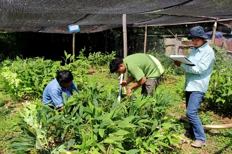หงส์เหิน นอกฤดู สร้างรายได้สู่ชุมชนจังหวัดแพร่ อย่างยั่งยืน