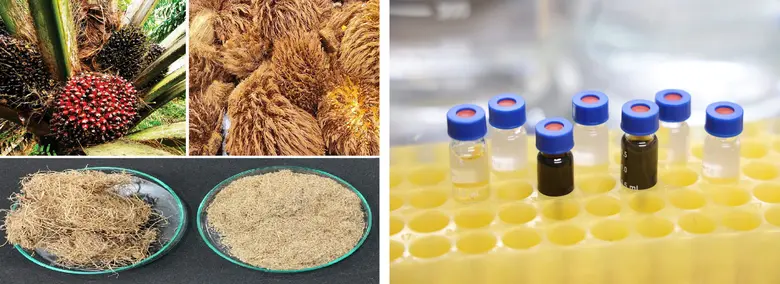 วิศวะมหิดล คิดค้นนวัตกรรม 'อนุภาคคาร์บอนเรืองแสง' จากทะลายปาล์ม เพื่อส่งยารักษามะเร็งลำไส้แบบ 'เคมีบำบัดมุ่งเป้า' ได้รับการตีพิมพ์ในวารสารนานาชาติ