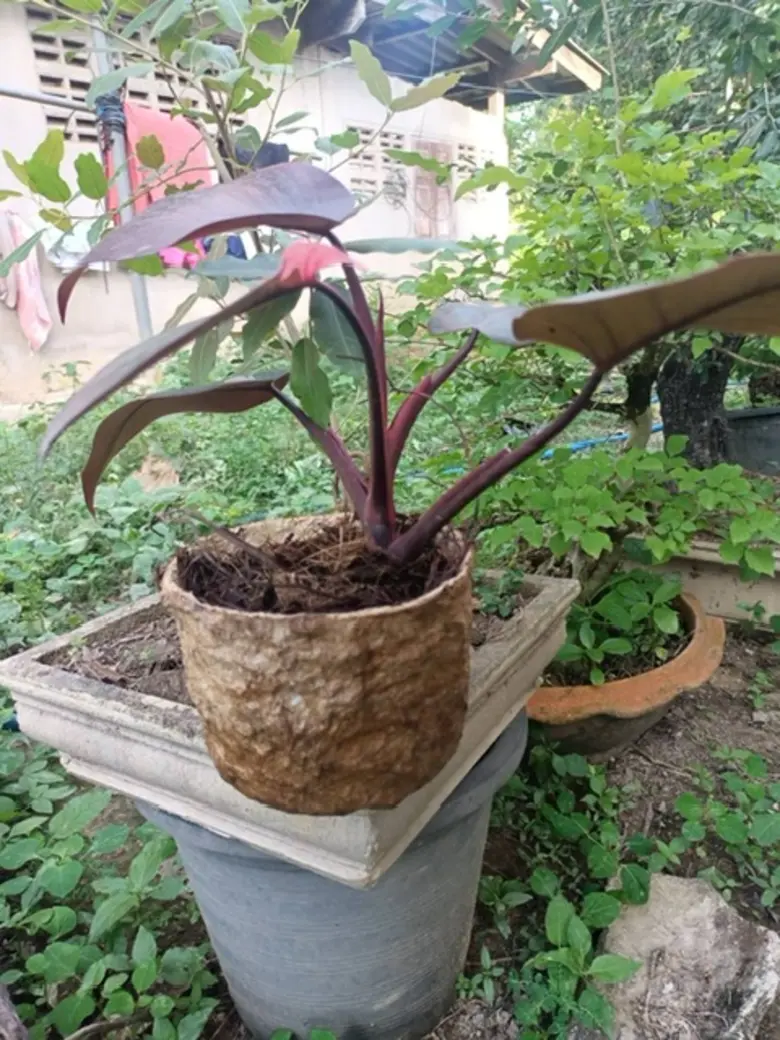 ม.มหิดล ส่งเสริมชุมชนเกษตรปลอดการเผา สื่อสารด้วยความเข้าใจ ใช้ทรัพยากรให้คุ้มค่า