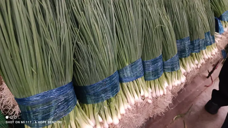 นางสาวมนัญญา ไทยเศรษฐ์ รัฐมนตรีช่วยว่าการ...